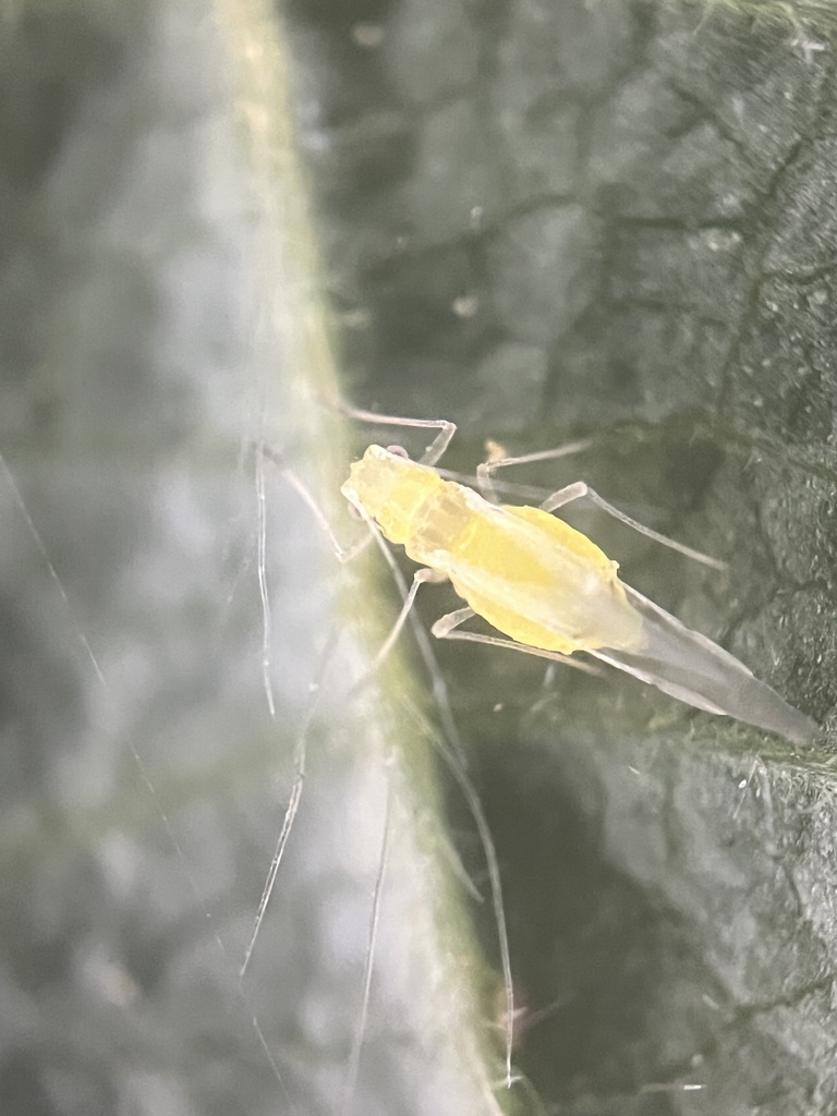 Odrasla zelena ljeskova lisna uš (Myzocallis coryli) na listu lijeske