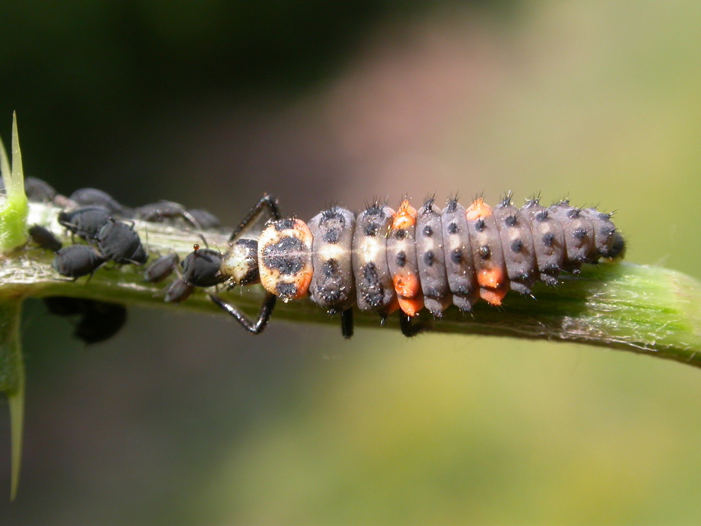 Ličinka bubamare (Coccinella septempunctata) hrani se lisnim ušima
