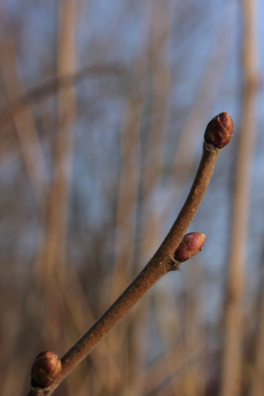 Zdravi vretenasti pupovi lijeske (Corylus avellana) zimi, za usporedbu