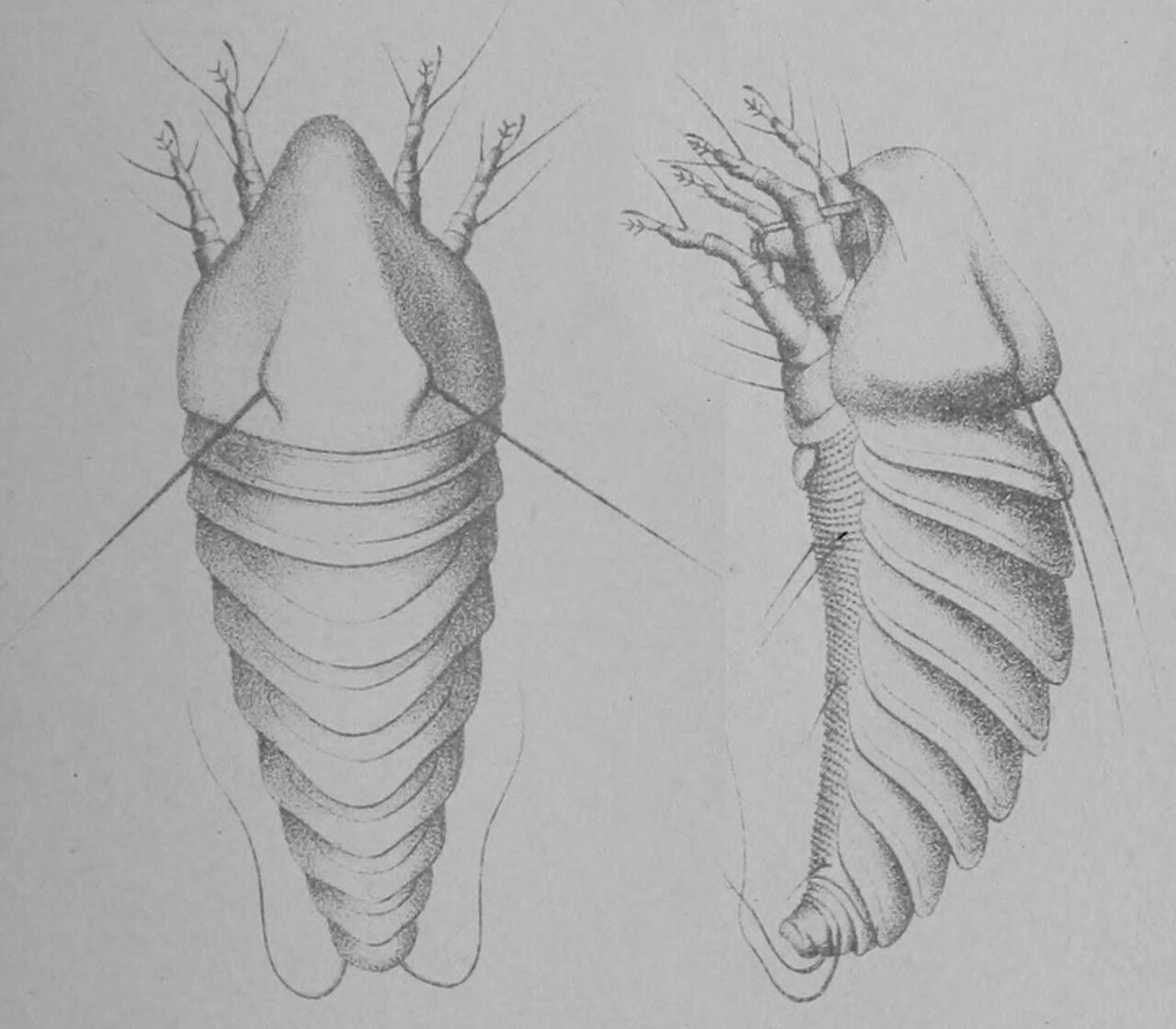 ljeskova grinja mite illustration