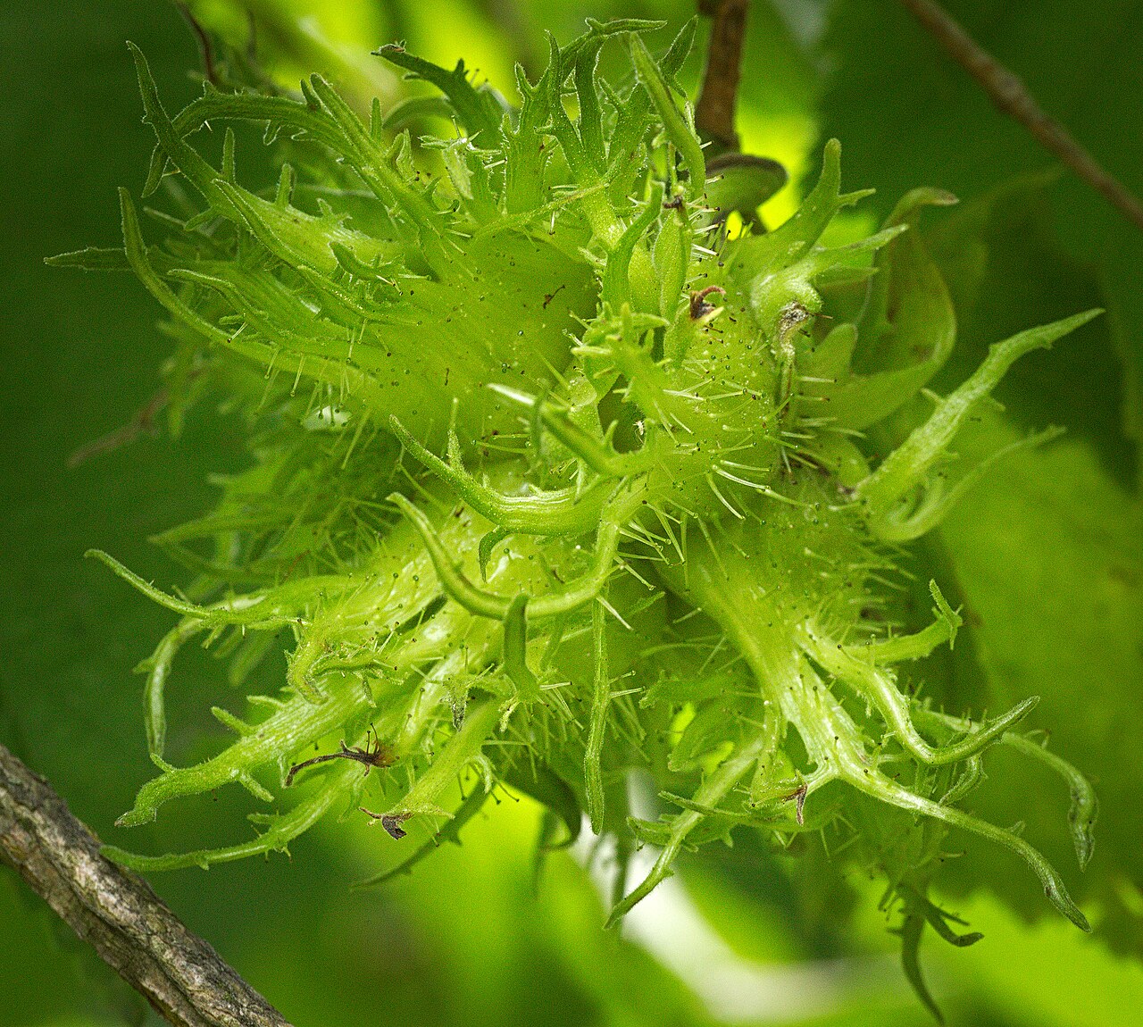 green spiky hazelnut husks