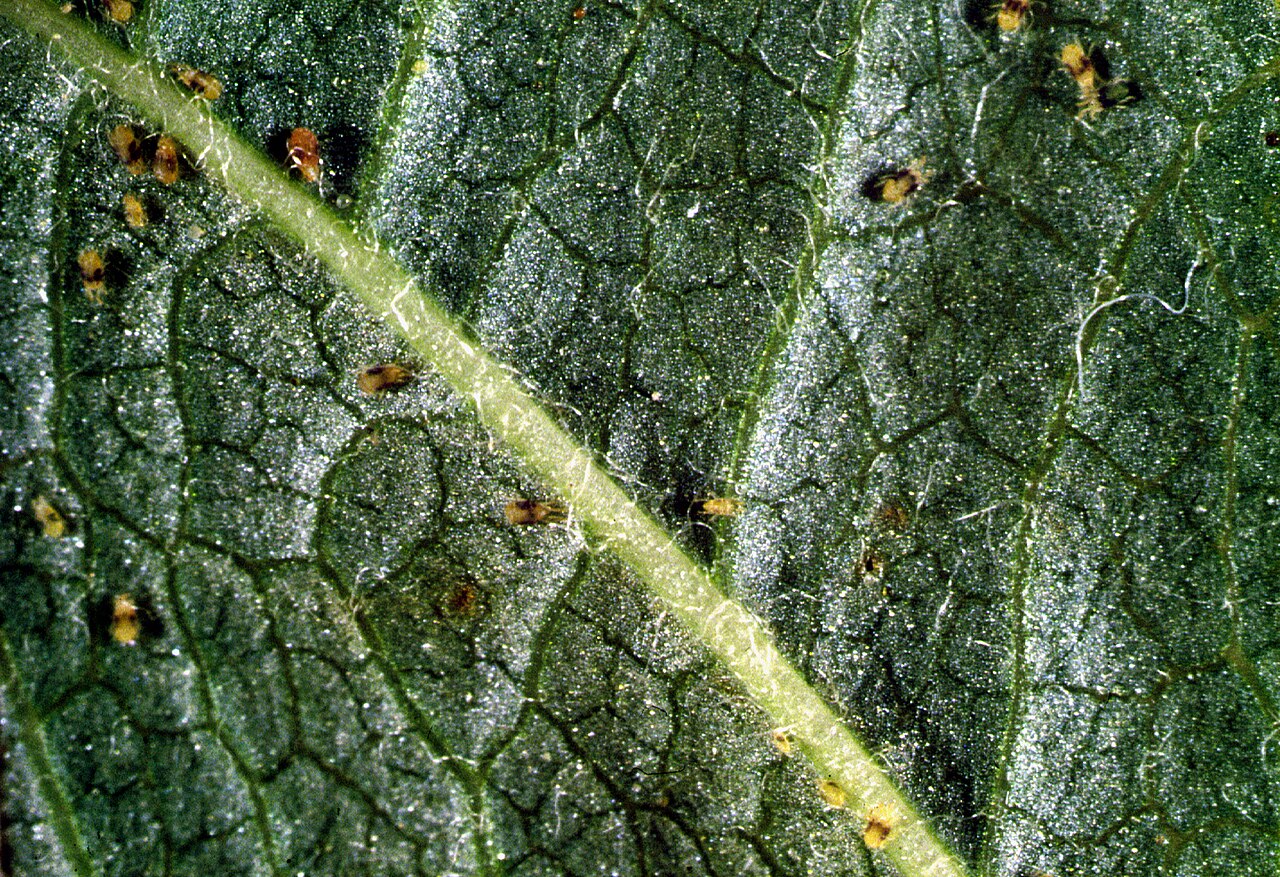 Ljeskova grinja on hazelnut leaf