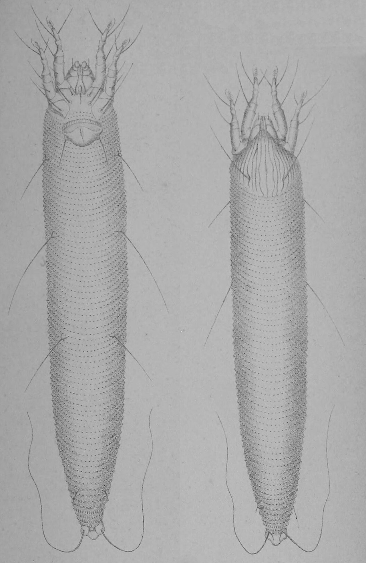 ljeskova grinja mite illustration