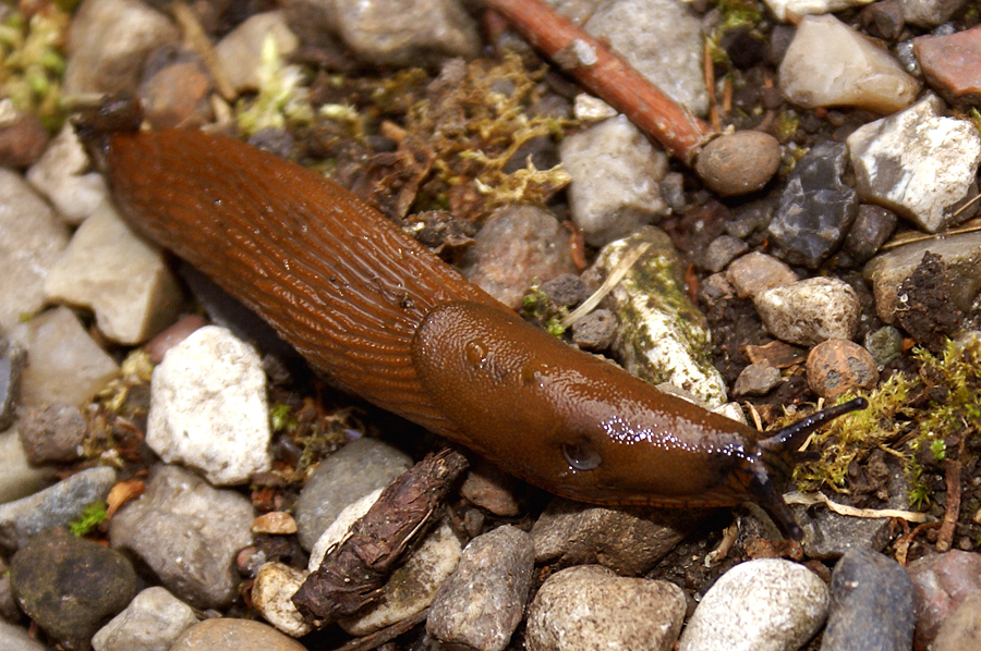 Puž golać (Arion vulgaris) na biljnom tkivu