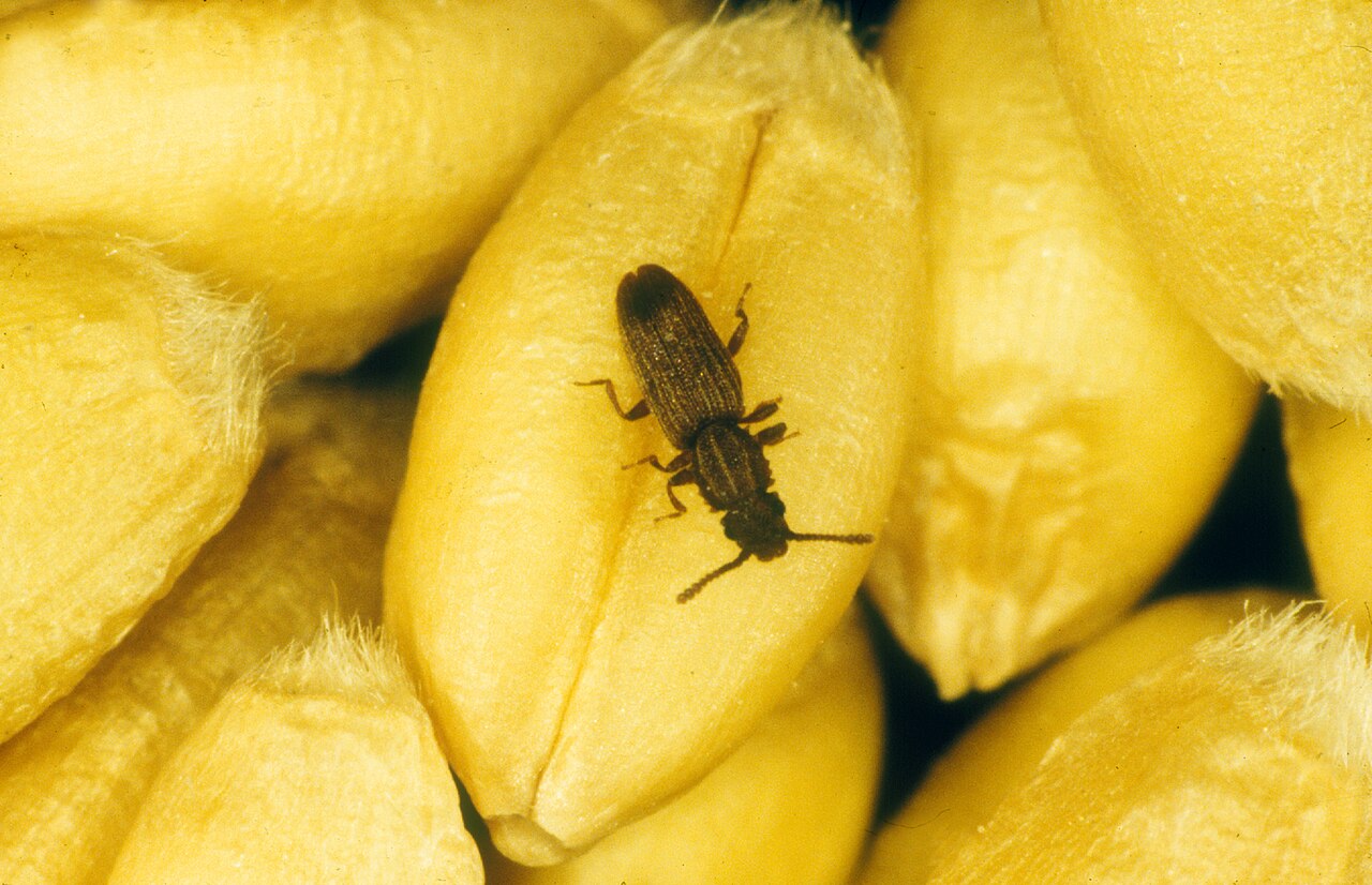 Pilasti žitni kukuljičar (Oryzaephilus surinamensis), skladišni kornjaš
