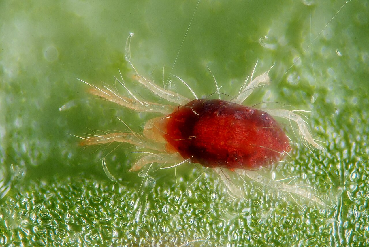 Obični crveni pauk (Tetranychus urticae) izbliza — odrasla jedinka crvenkaste boje s tamnijom prugom