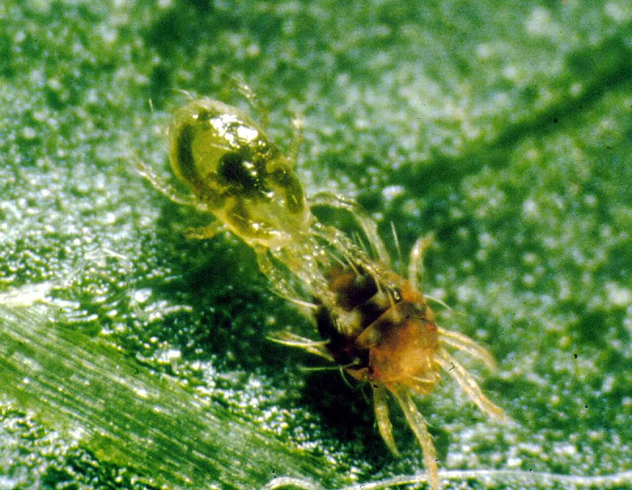 Predatorska grinja napada crvenog pauka — biološka kontrola