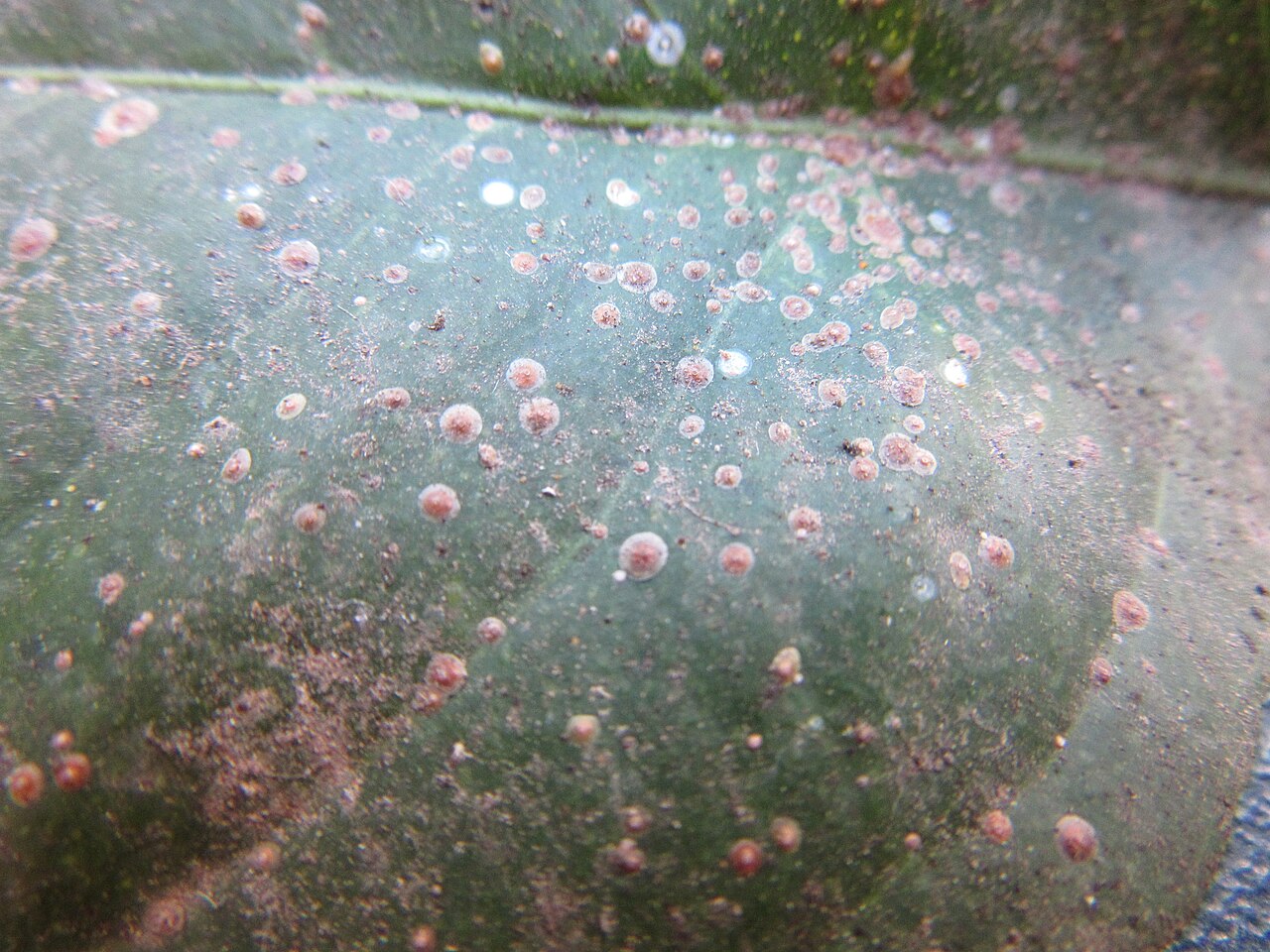 scale insects on hazelnut leaf