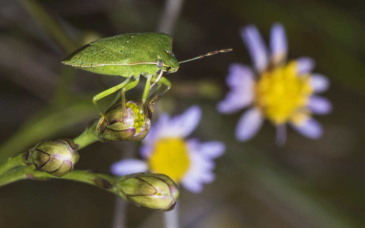 Zelena štitasta stjenica (Nezara viridula)