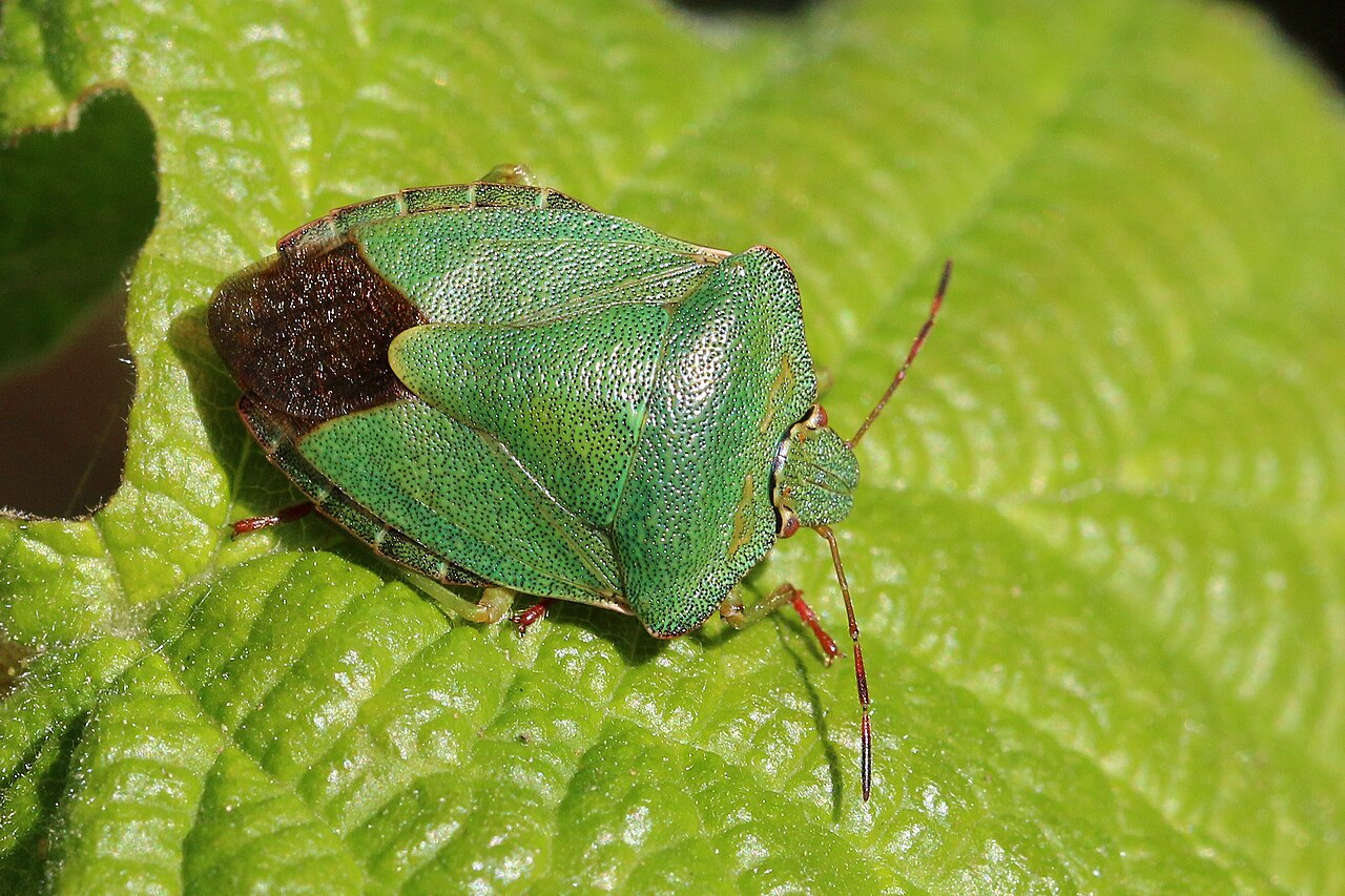 Zelena lisna stjenica (Palomena prasina)