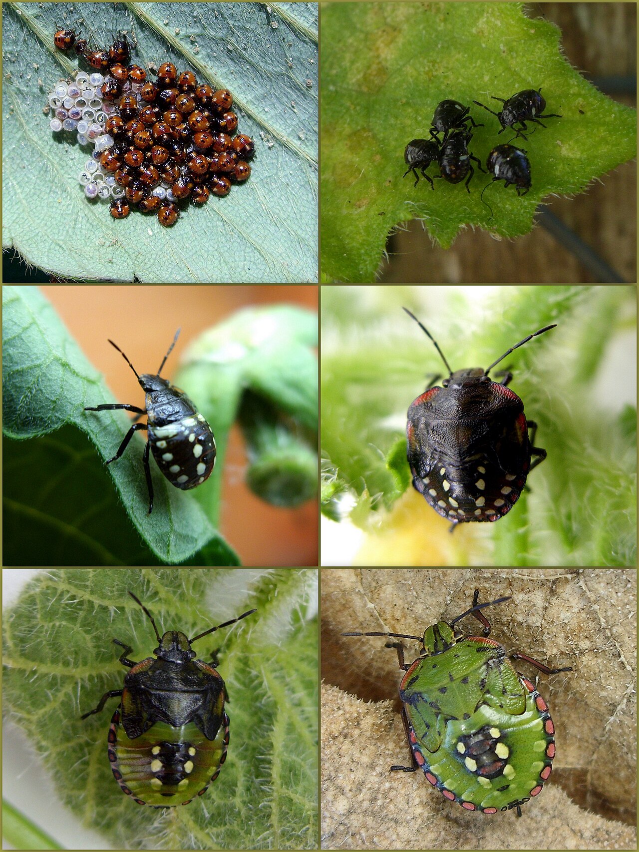 stink bug nymphs and adults on leaves