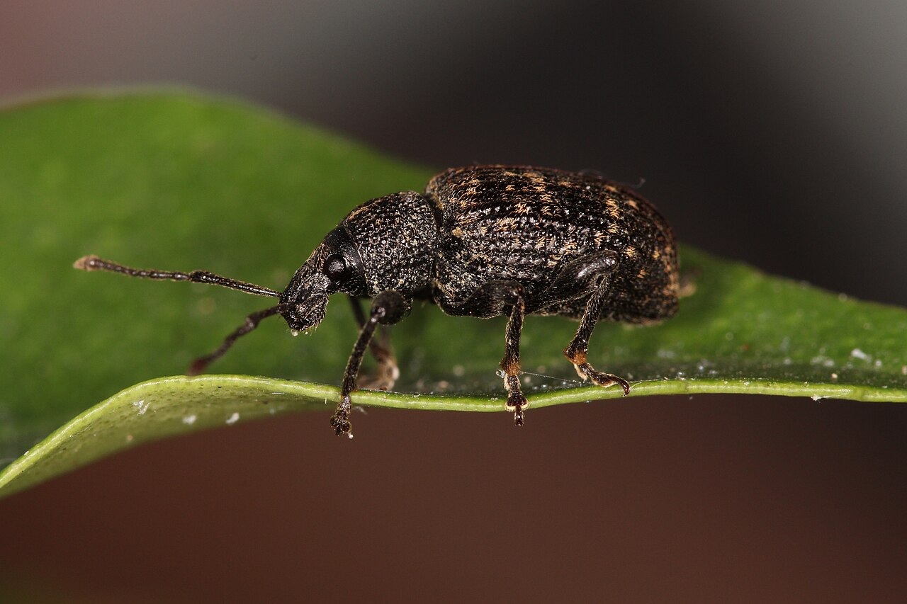 Odrasla korijenova (crna) pipa, Otiorhynchus sulcatus