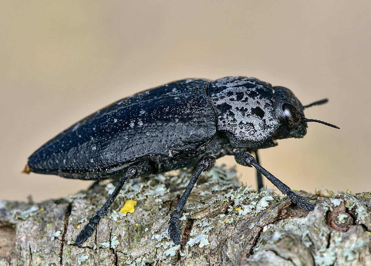 Odrasli krasnik korijena, Capnodis tenebrionis