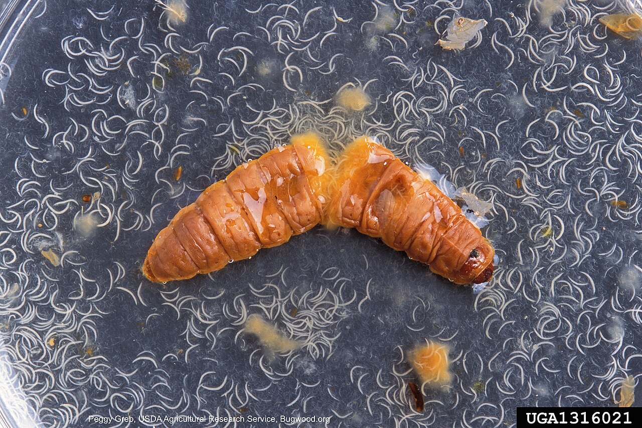 Entomopatogena nematoda Heterorhabditis bacteriophora, biološka mjera protiv ličinki u tlu