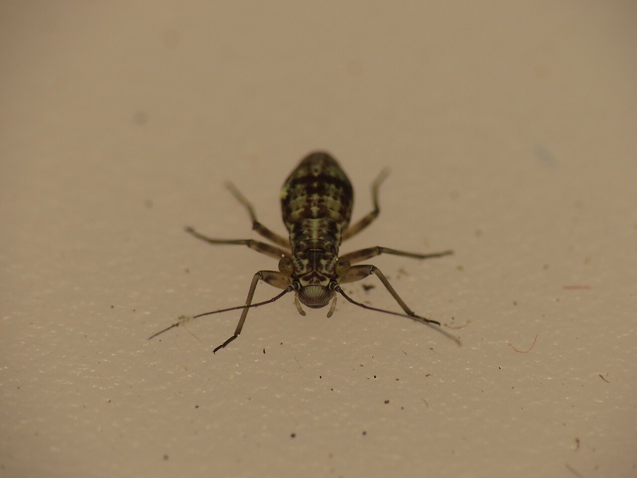 stetnik ljeskotoc insect detail
