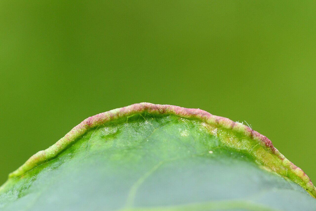 Close-up of hazelnut leaf edge with mite damage