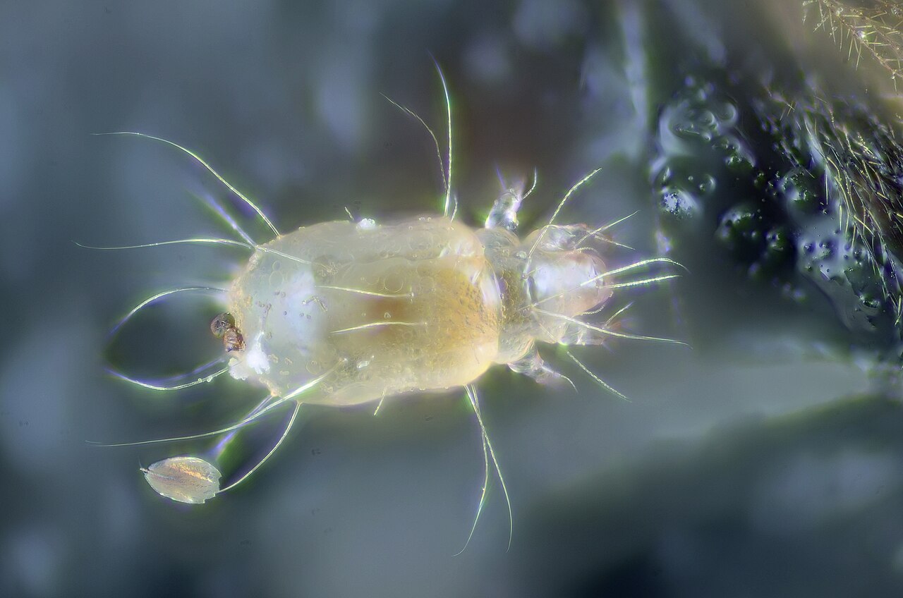Microscopic view of ljeskova grinja mite