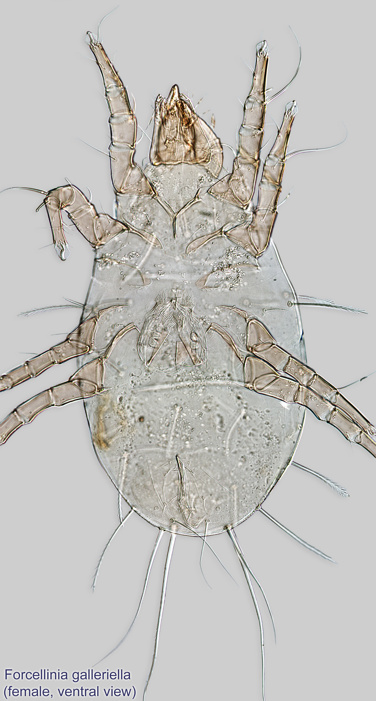 Female Forcellinia galleriella mite ventral view