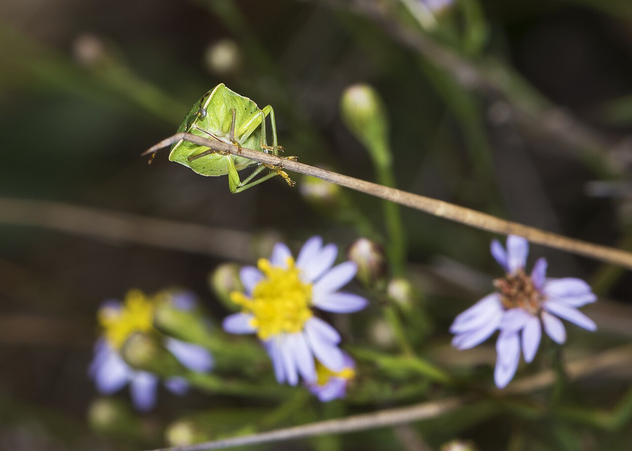 Zelena povrtna stjenica (Nezara viridula), čest štetnik plodova