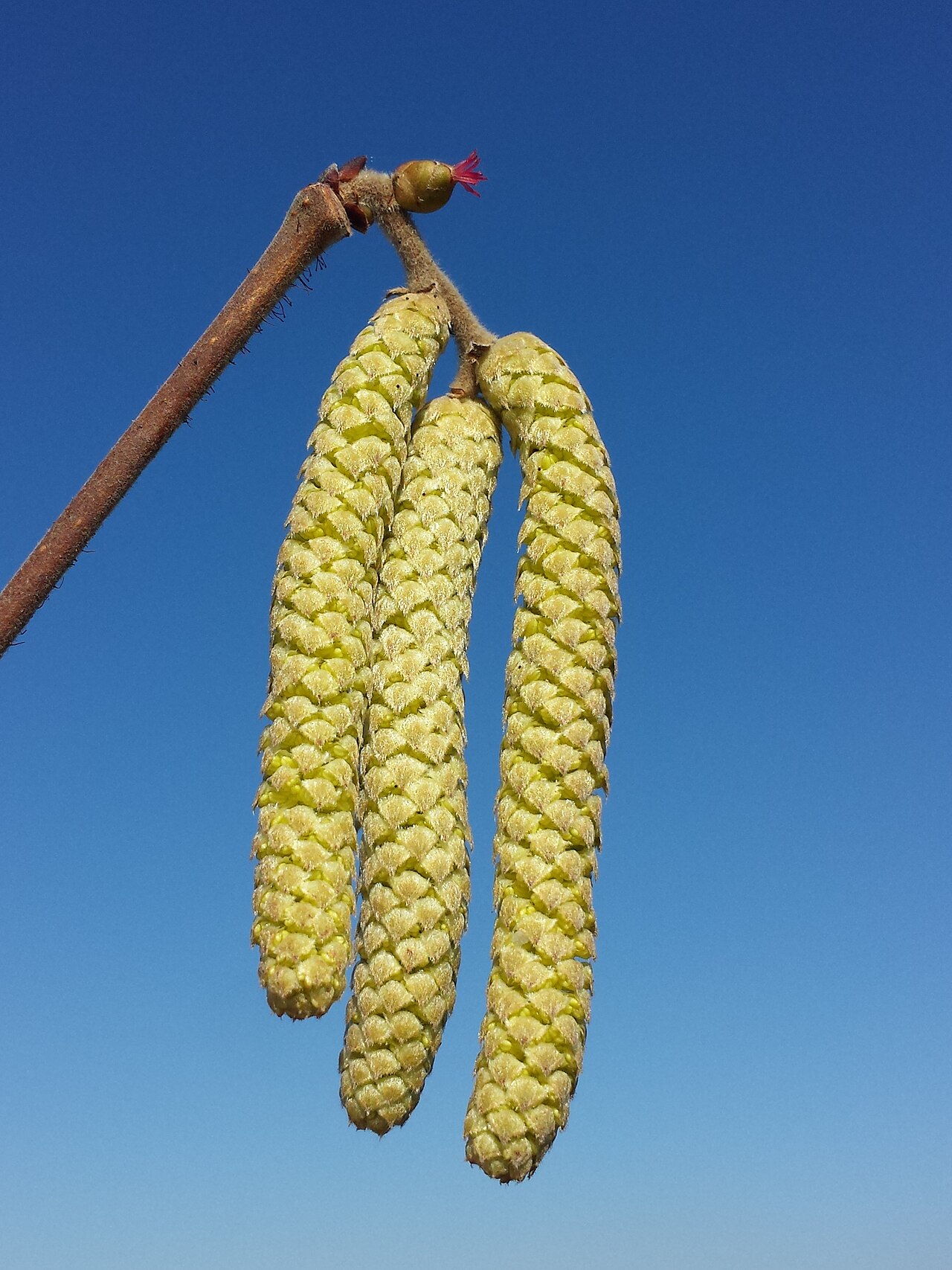 Europski lješnjak (Corylus avellana), glavni domaćin osjetljiv na EFB
