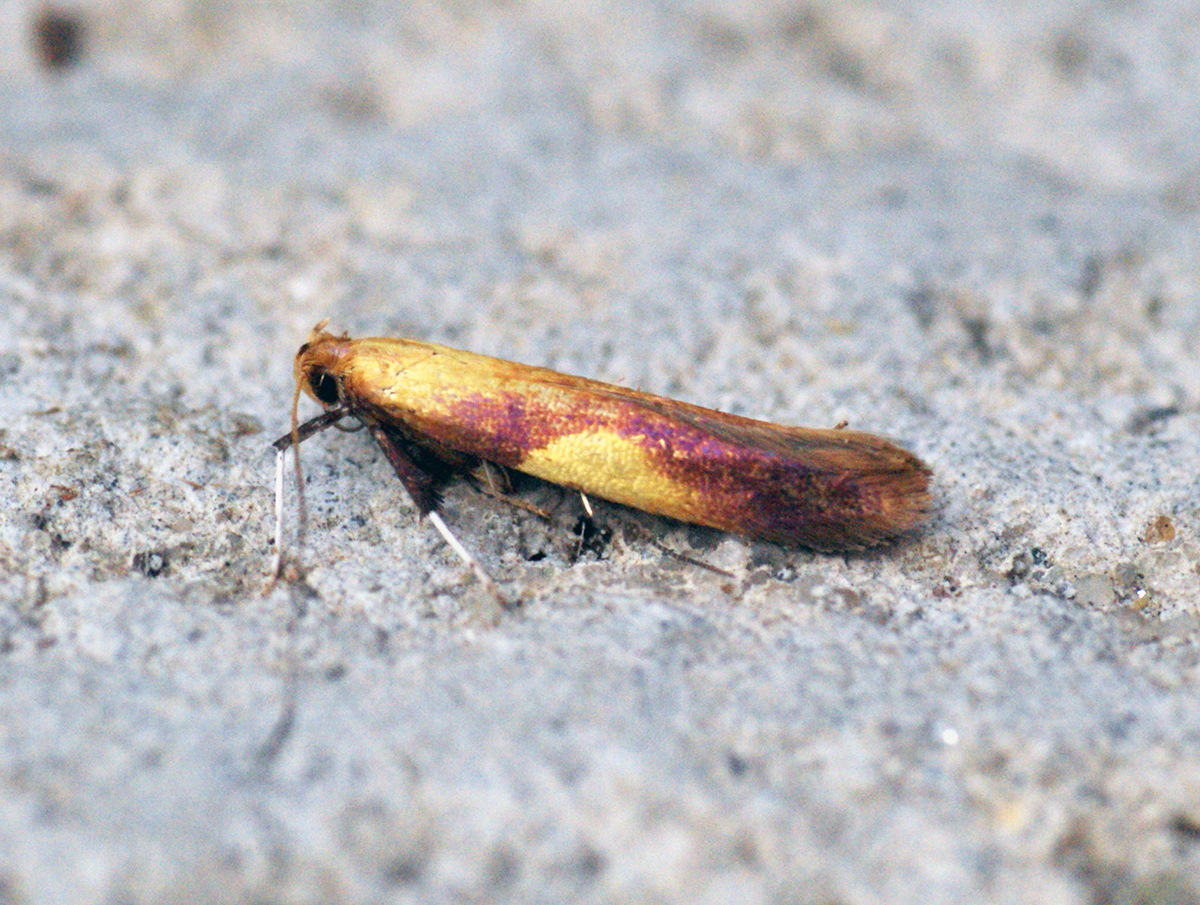Anisogramma thorn moth