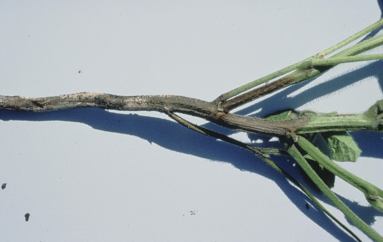 Trulež korijena uzrokovana vrstom Phytophthora s nekrozom tkiva