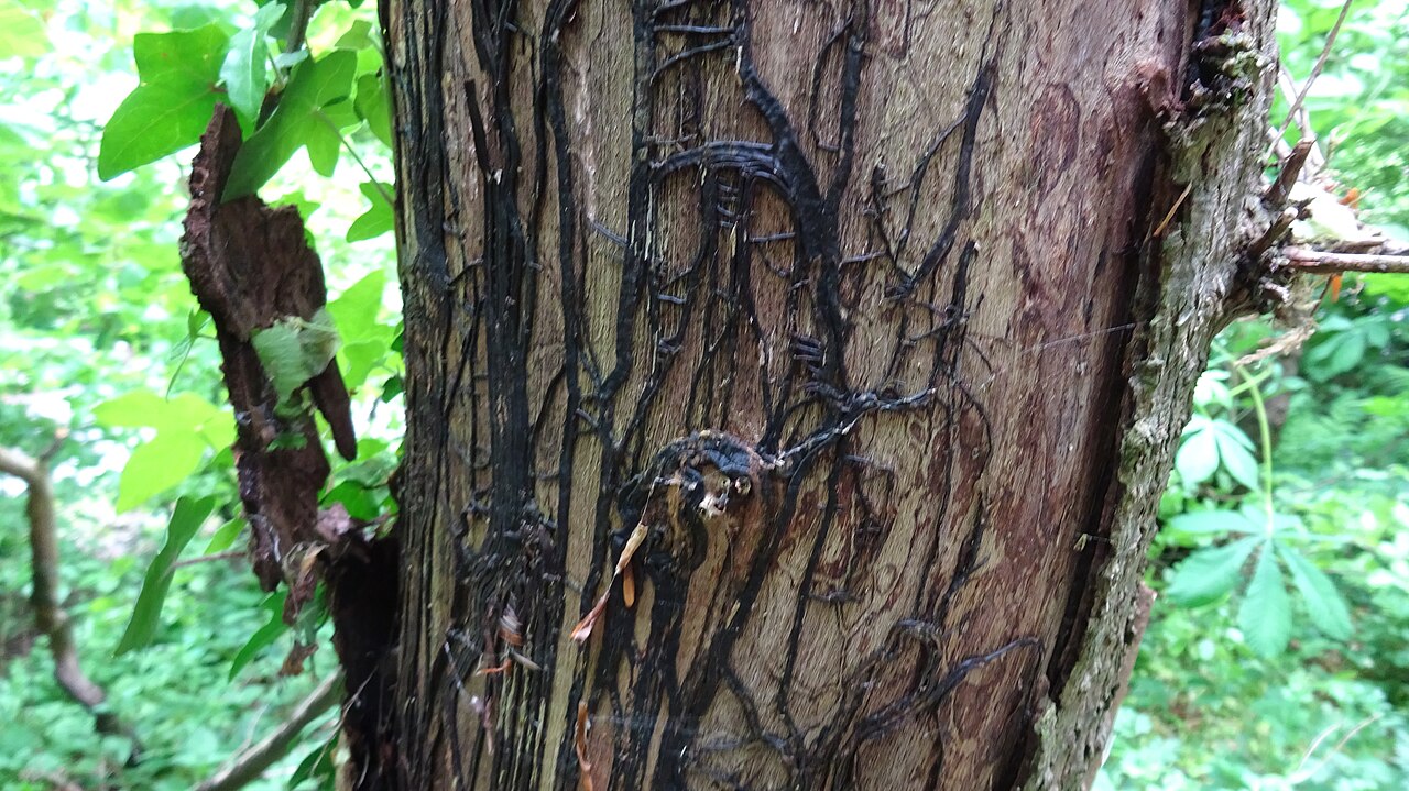 Tamni rizomorfi (vrpce nalik korijenju) gljive Armillaria mellea