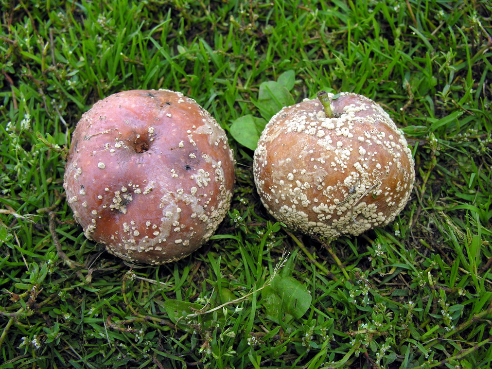 Plodovi zaraženi monilijom (Monilia / Monilinia fructigena) sa smeđom truleži i koncentrično raspoređenim sporodohijima (prikazano na jabukama)