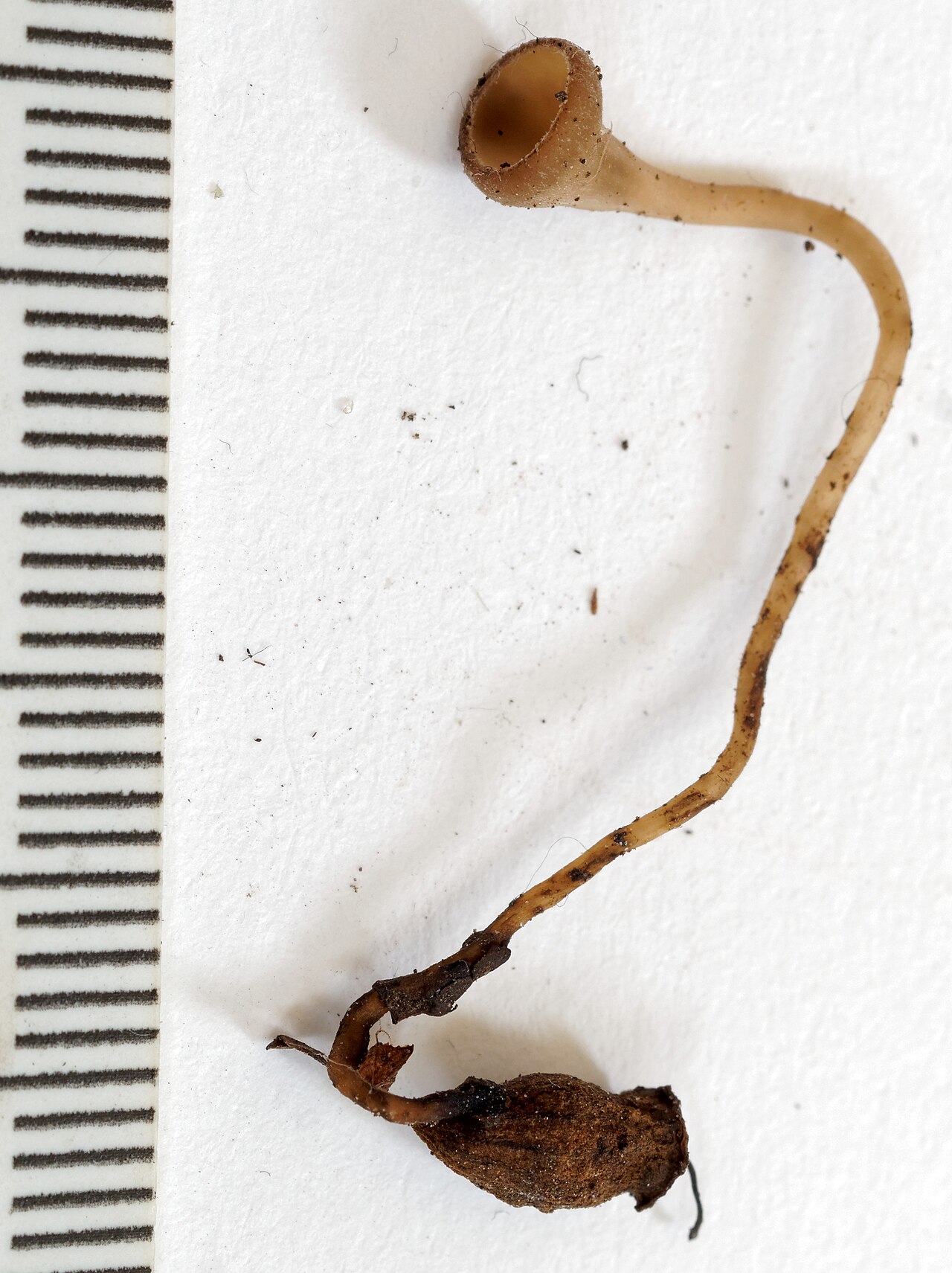 Monilinia botrytis fungal infection