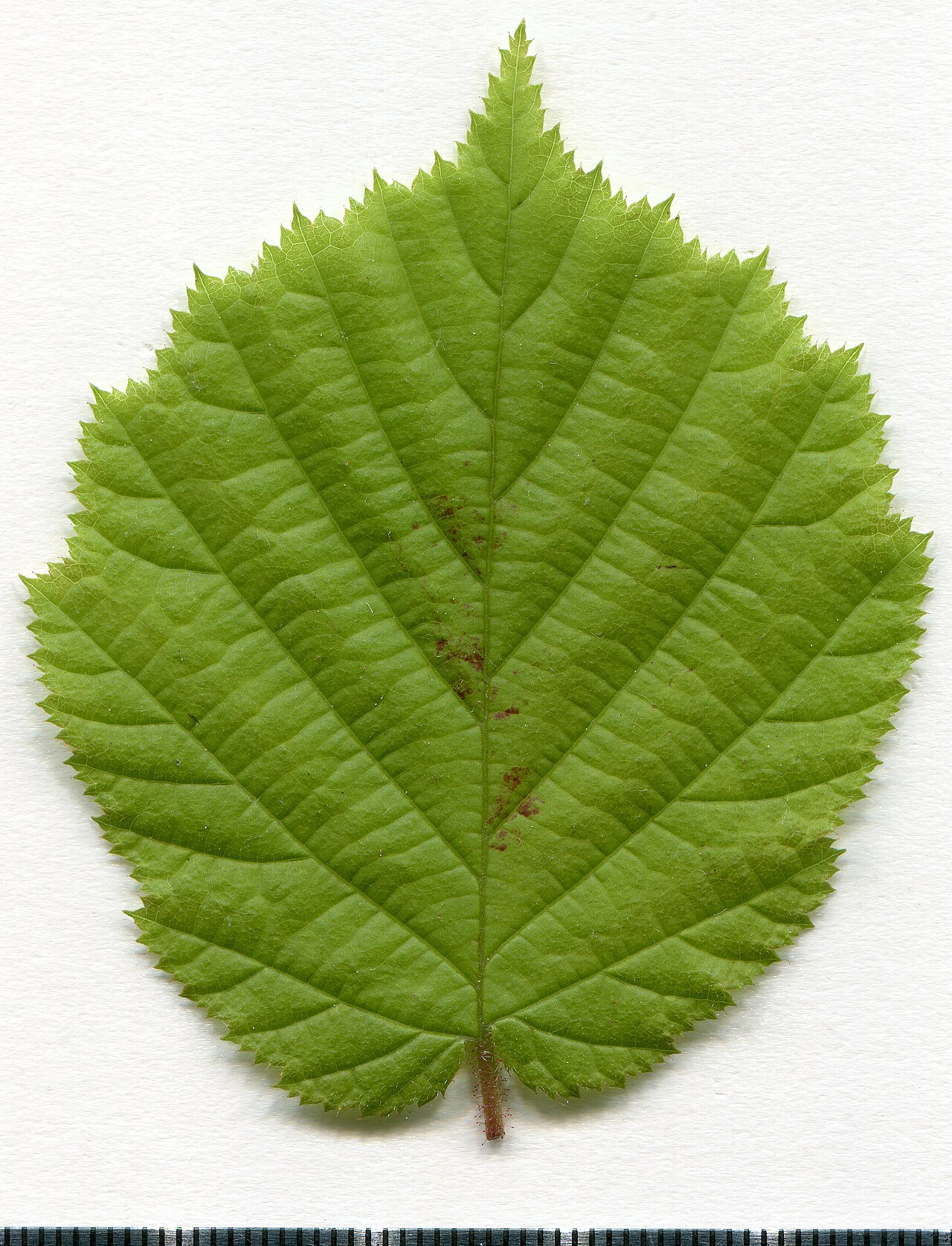 List lijeske (Corylus avellana) — herbarski primjerak