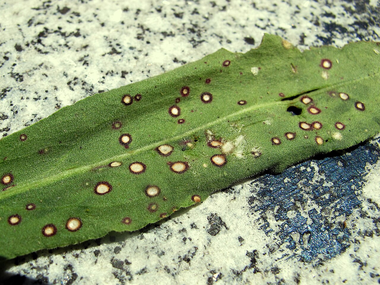Okruglaste gljivične lisne pjege s prstenastom zonom (ilustrativno, na listu kiselice Rumex sp.)