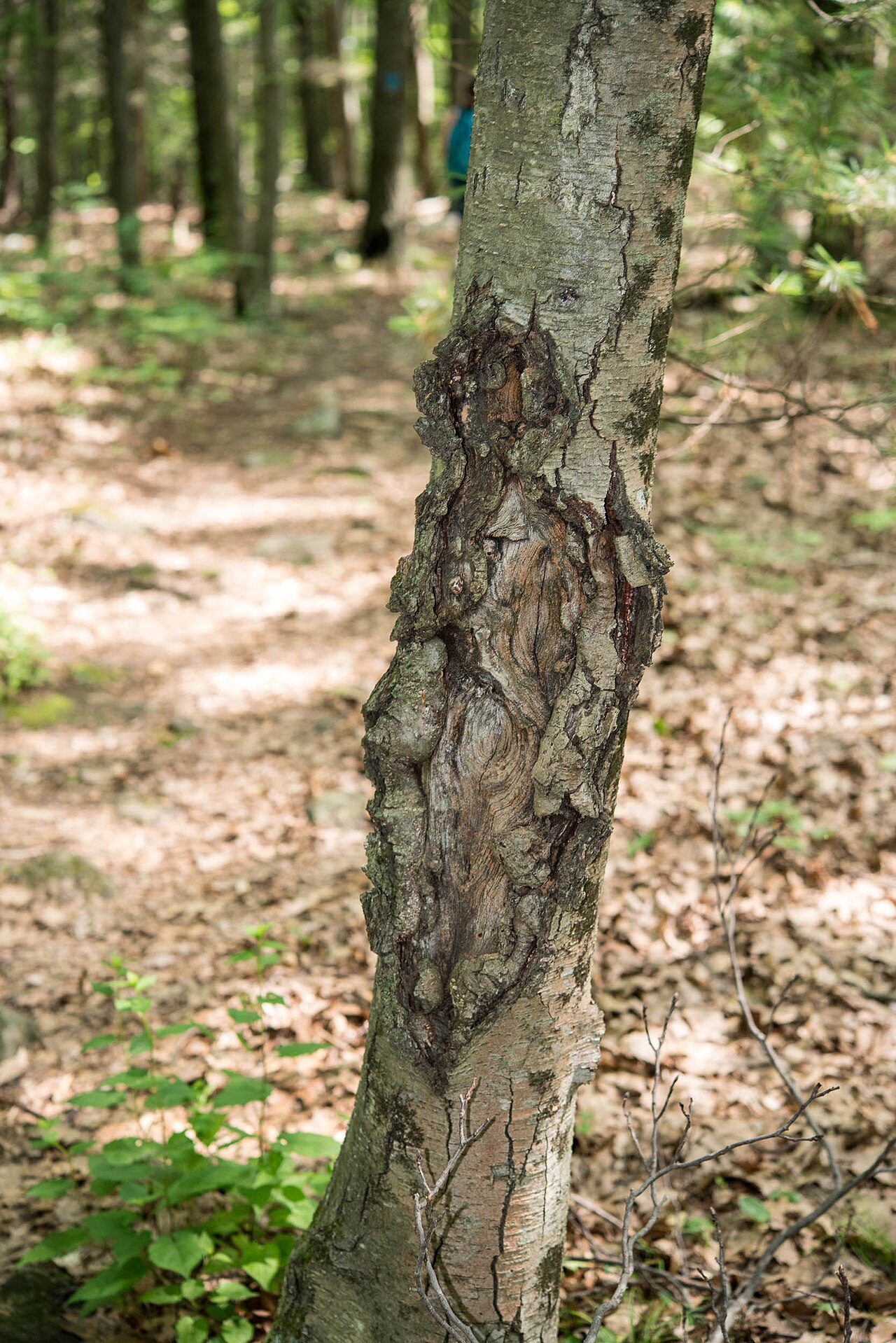 Rakasta rana na kori koju uzrokuje Neonectria (Nectria) galligena - udubljena, koncentrično raspucana lezija