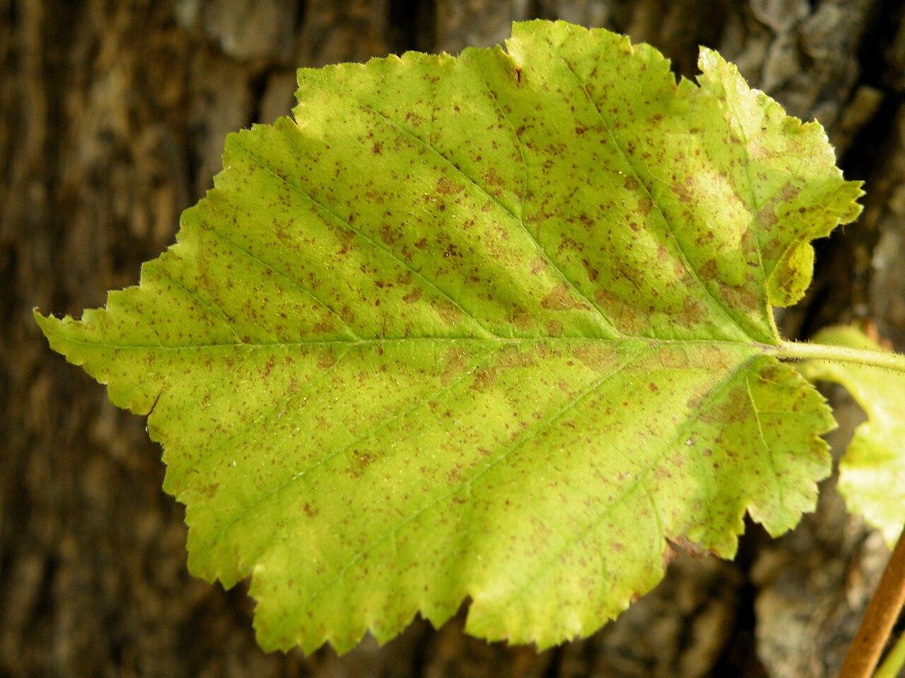 Hazel nut leaf with rust spots