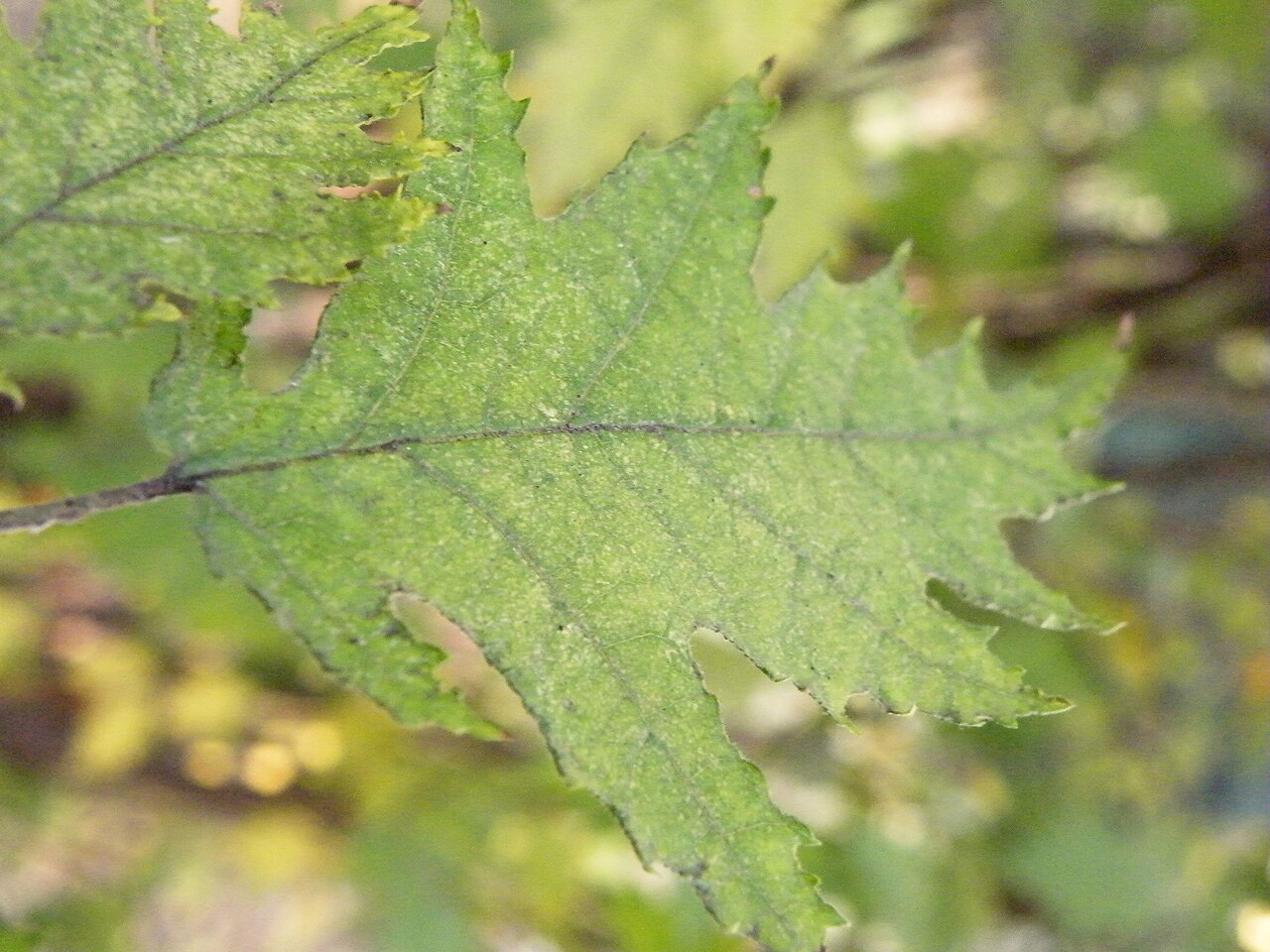 Lijeska (Corylus avellana) u nasadu — zdrav, na patogene testiran sadni materijal temelj je obrane od viroza