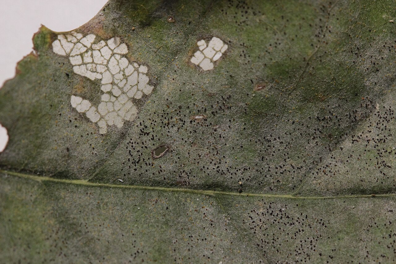 Fungal infection on hazelnut leaf