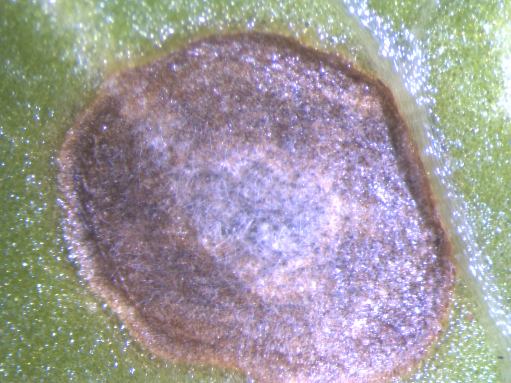hazelnut leaf fungal lesion