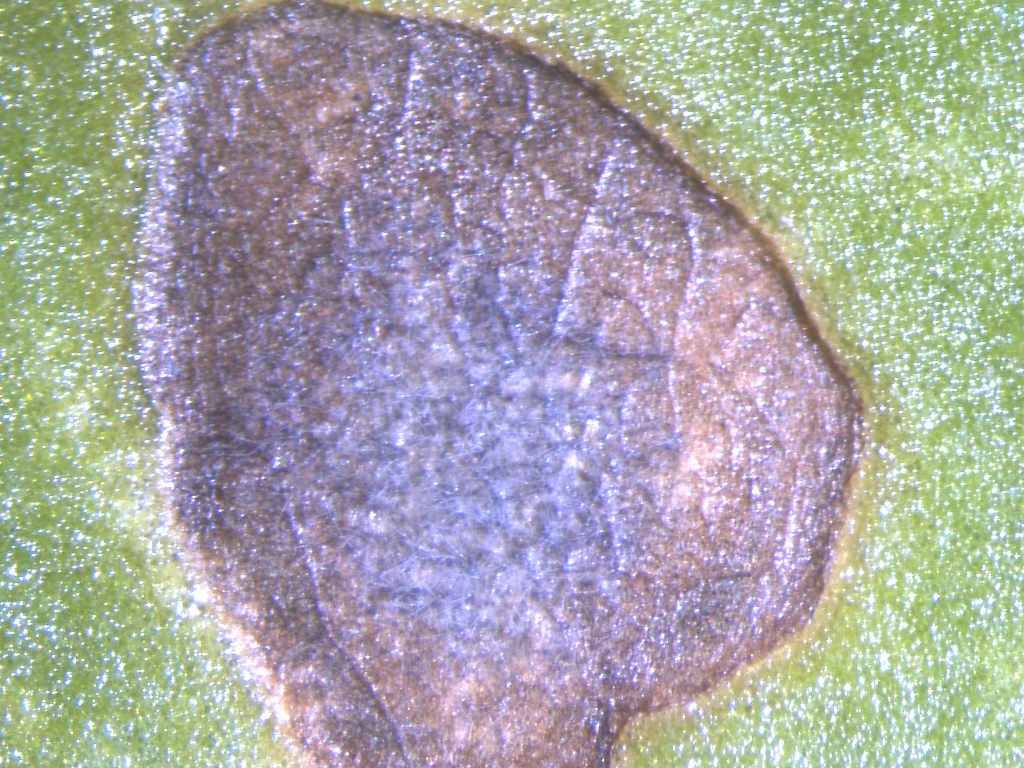 Hazelnut leaf disease lesion