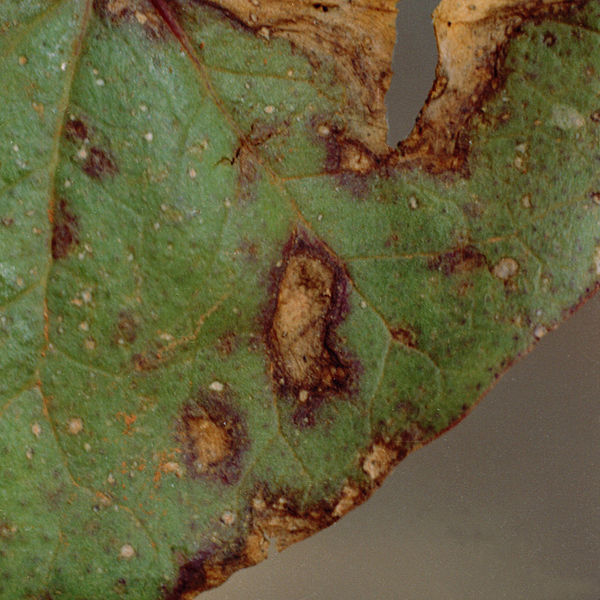 Hazelnut leaf disease spots