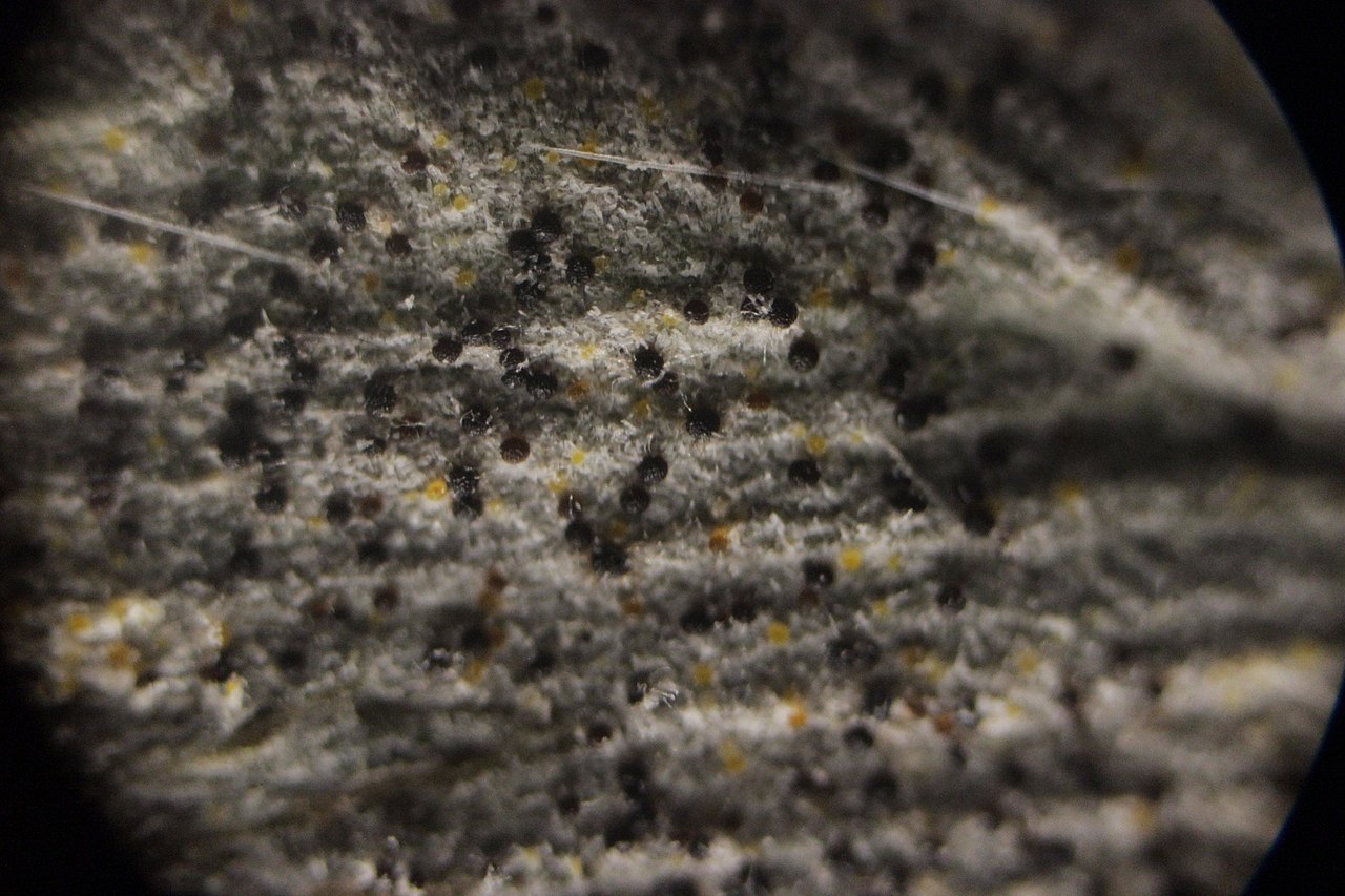 Fungal spores on leaf surface
