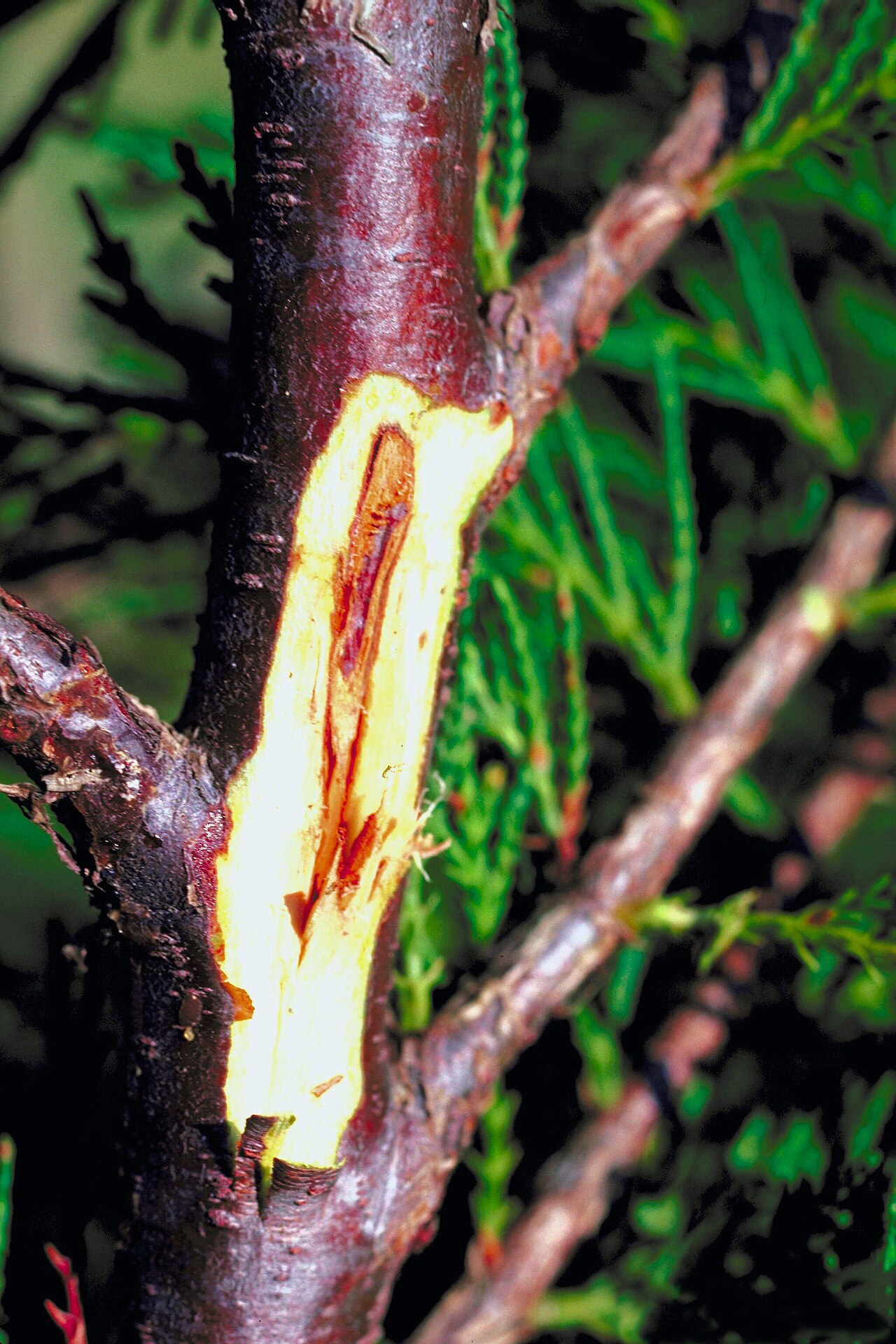Botryosphaeria dothidea — gljiva iz porodice Botryosphaeriaceae koja uzrokuje eliptične lezije i sušenje izboja