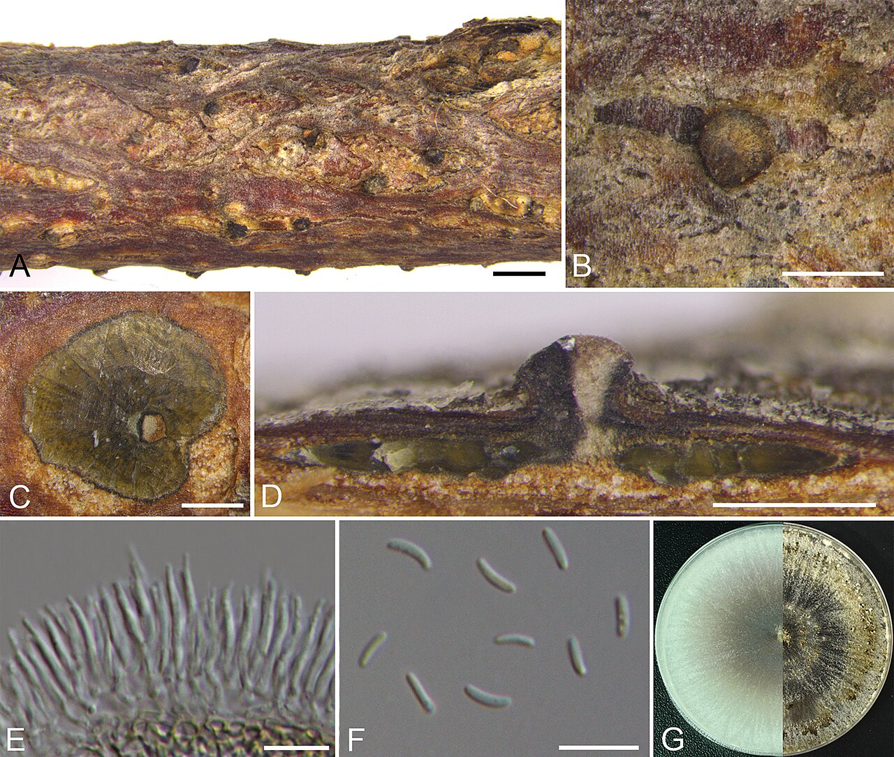 Cytospora coryli — gljiva roda Cytospora povezana s rakom i lomom grana lijeske