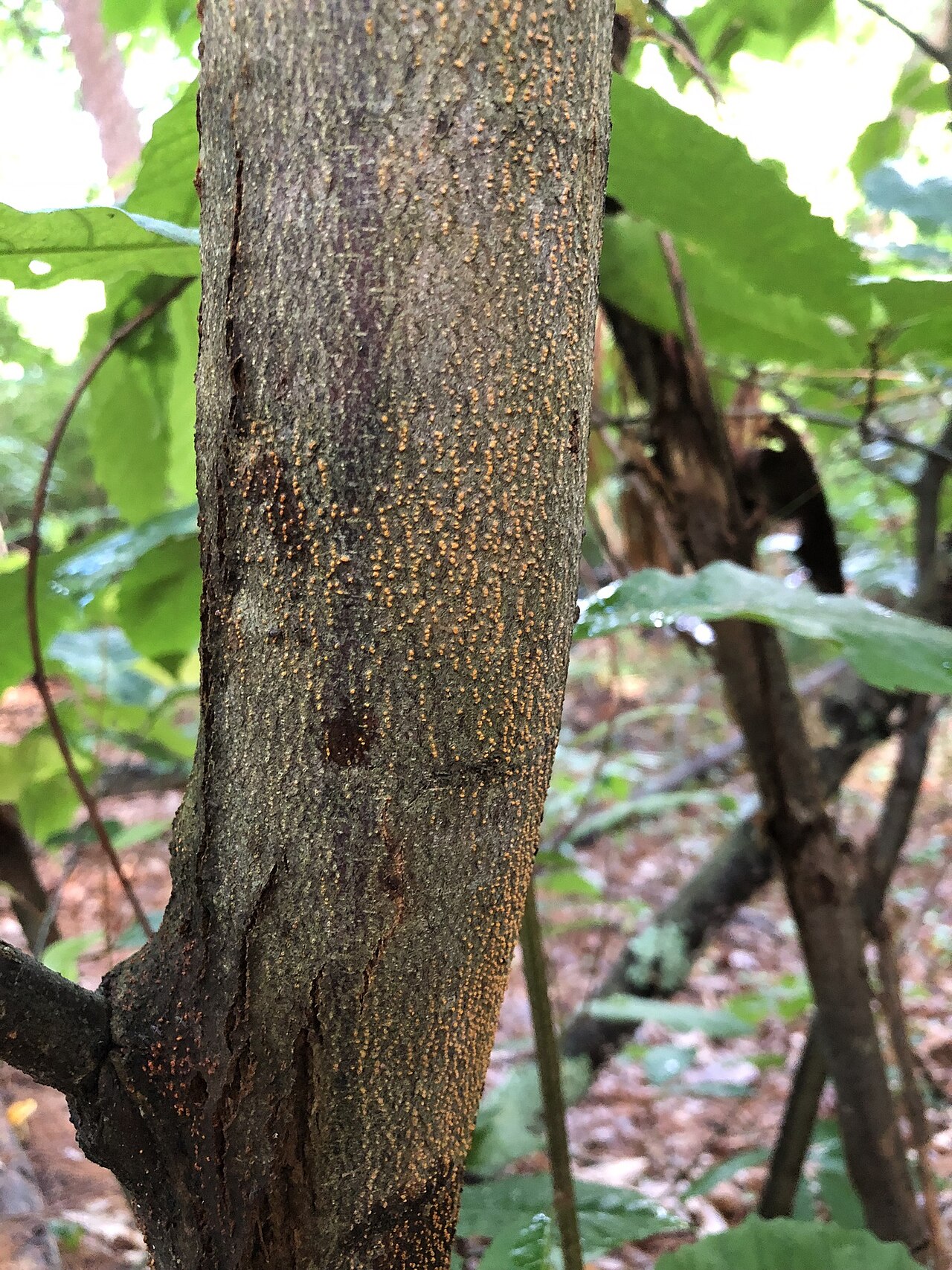 Tree trunk with fungal growth