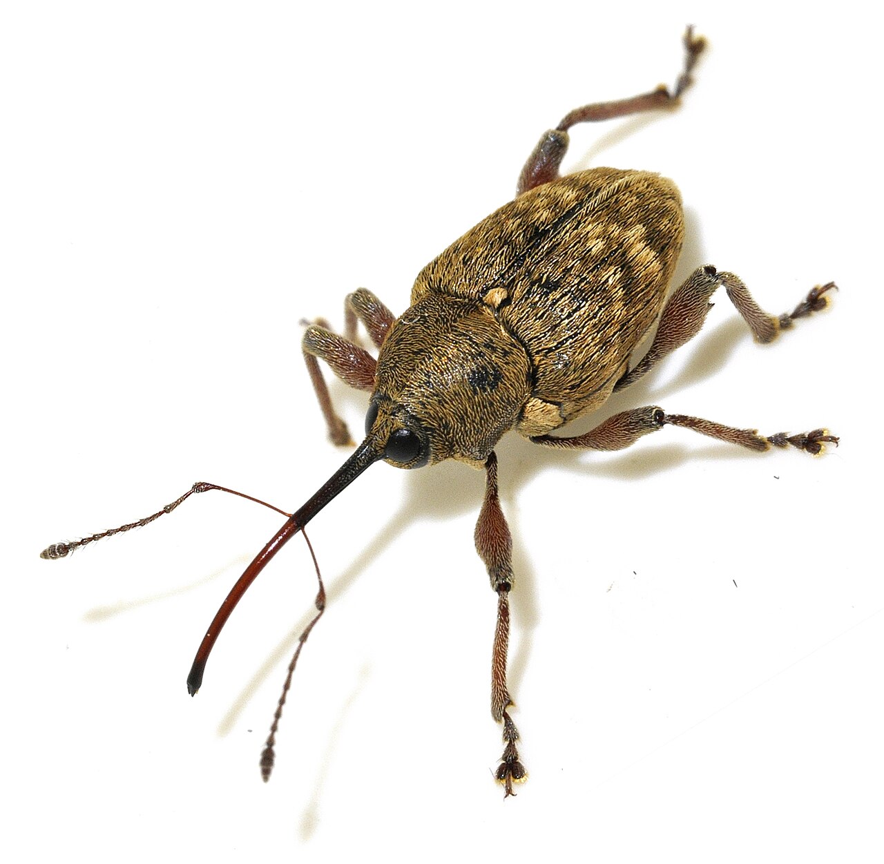 Ljeskotoč (Curculio nucum), štetnik čiji ubod uzrokuje praznu ljusku i traumatski pobačaj ploda