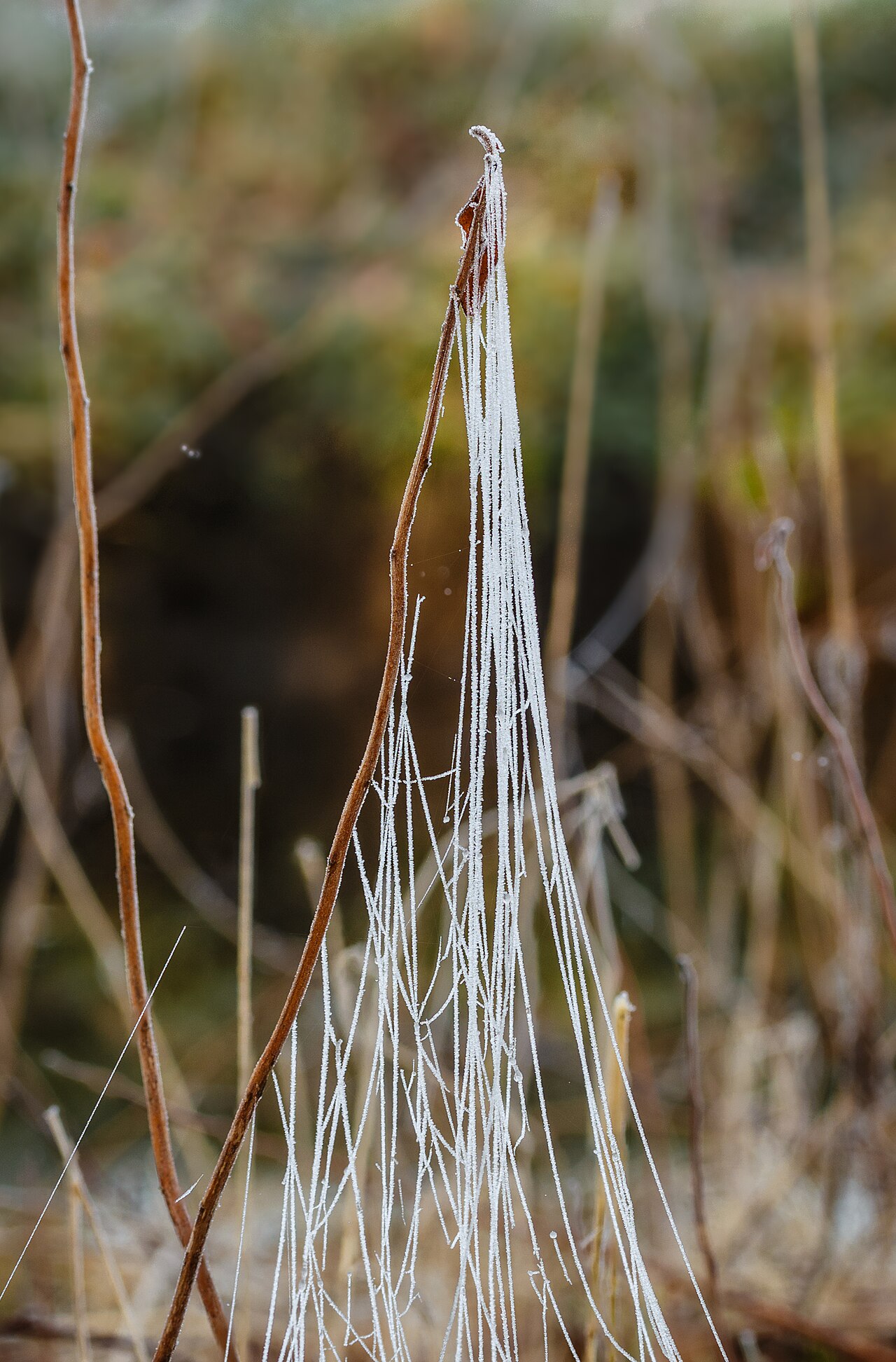 Frost on dried plant stems