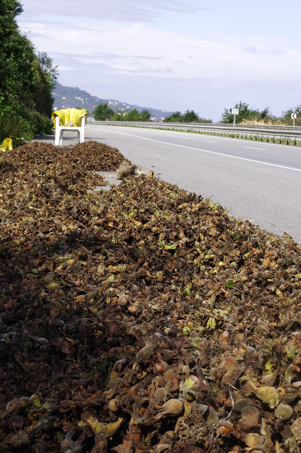 piles of harvested hazelnuts