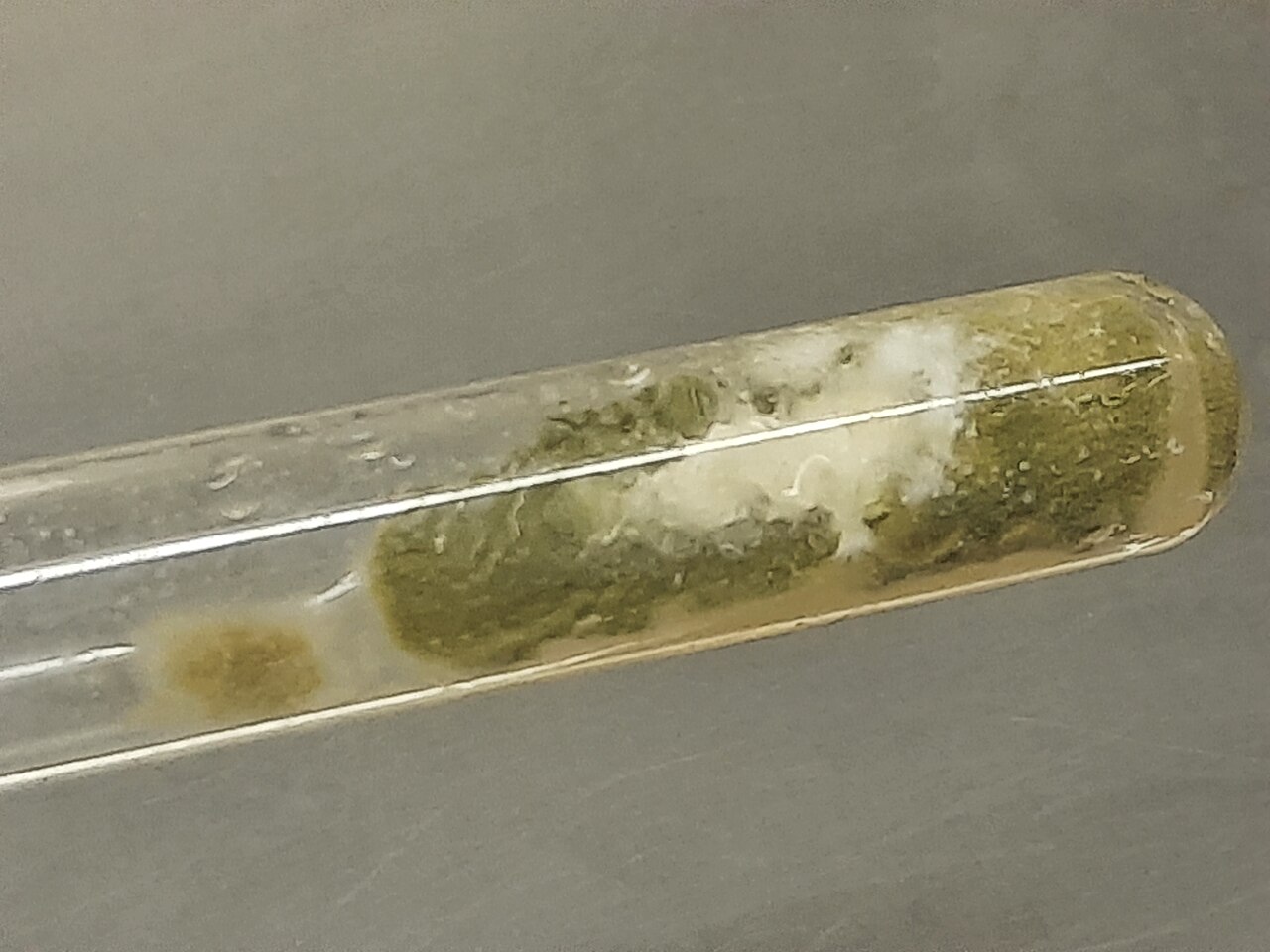 Mold growth in test tube