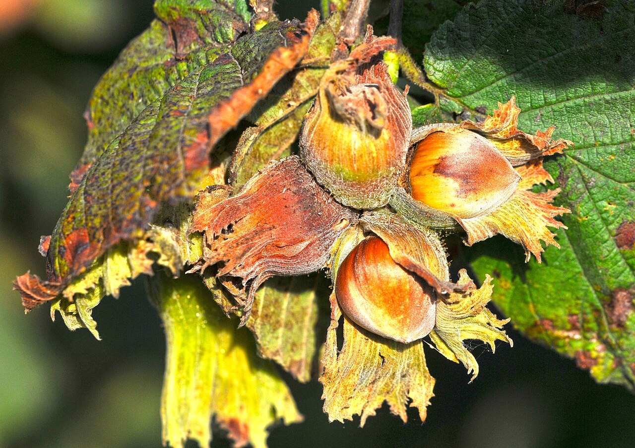 Plodovi lijeske (Corylus avellana) u ljusci