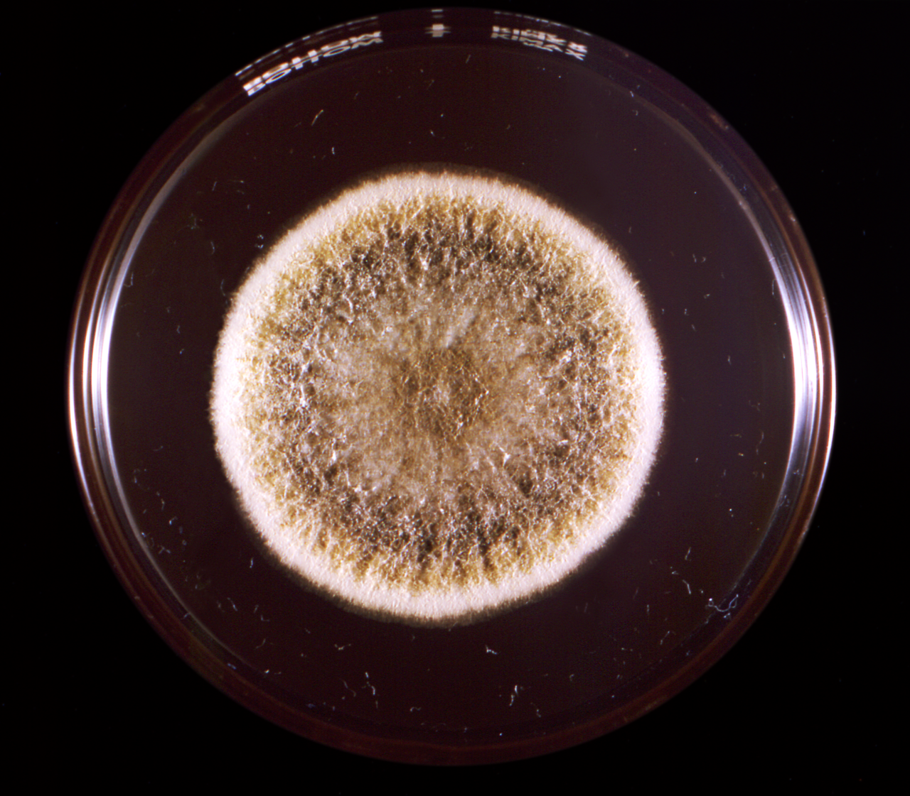 Kolonija plijesni Aspergillus flavus u Petrijevoj zdjelici