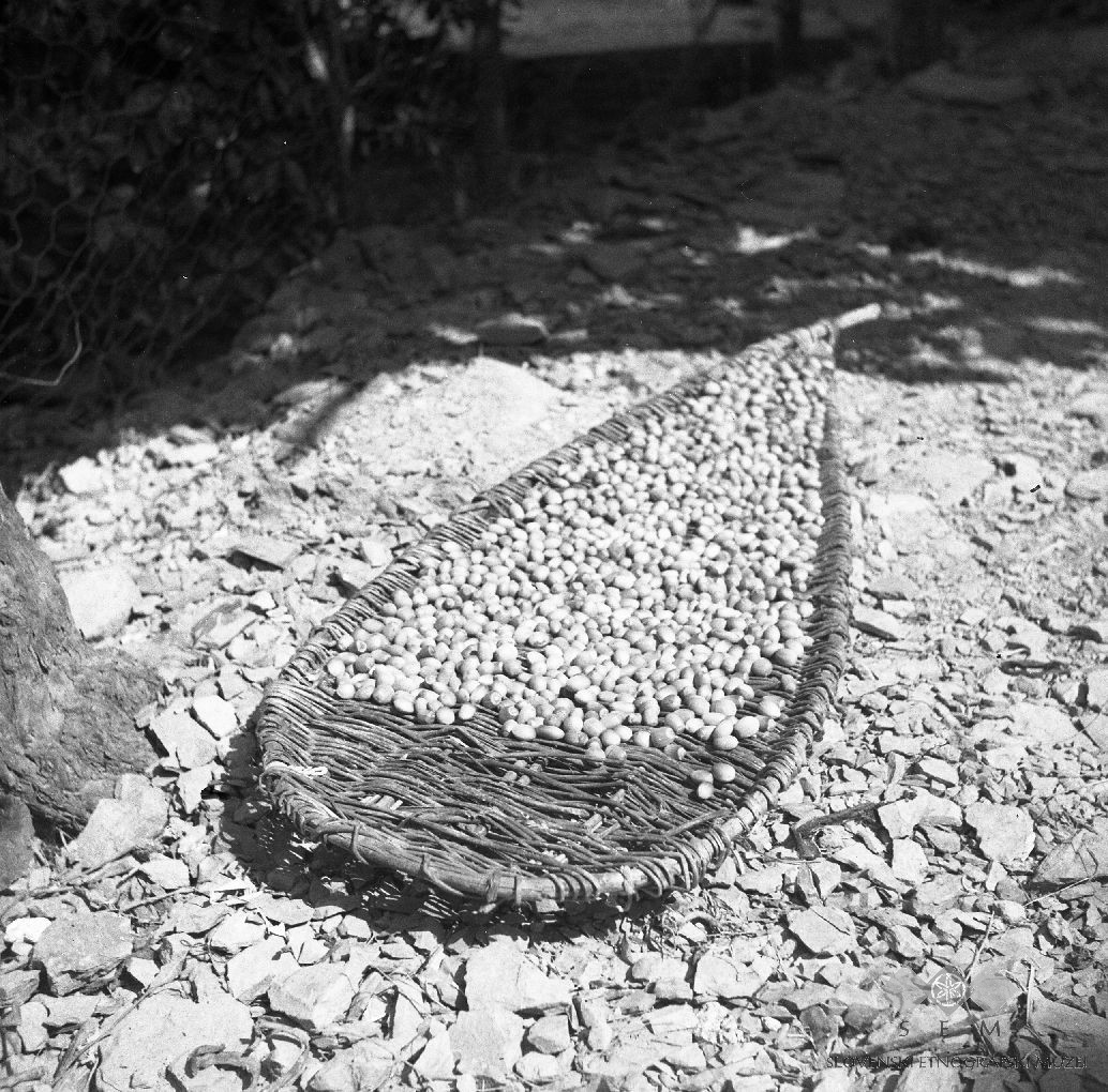 Hazelnuts drying in basket