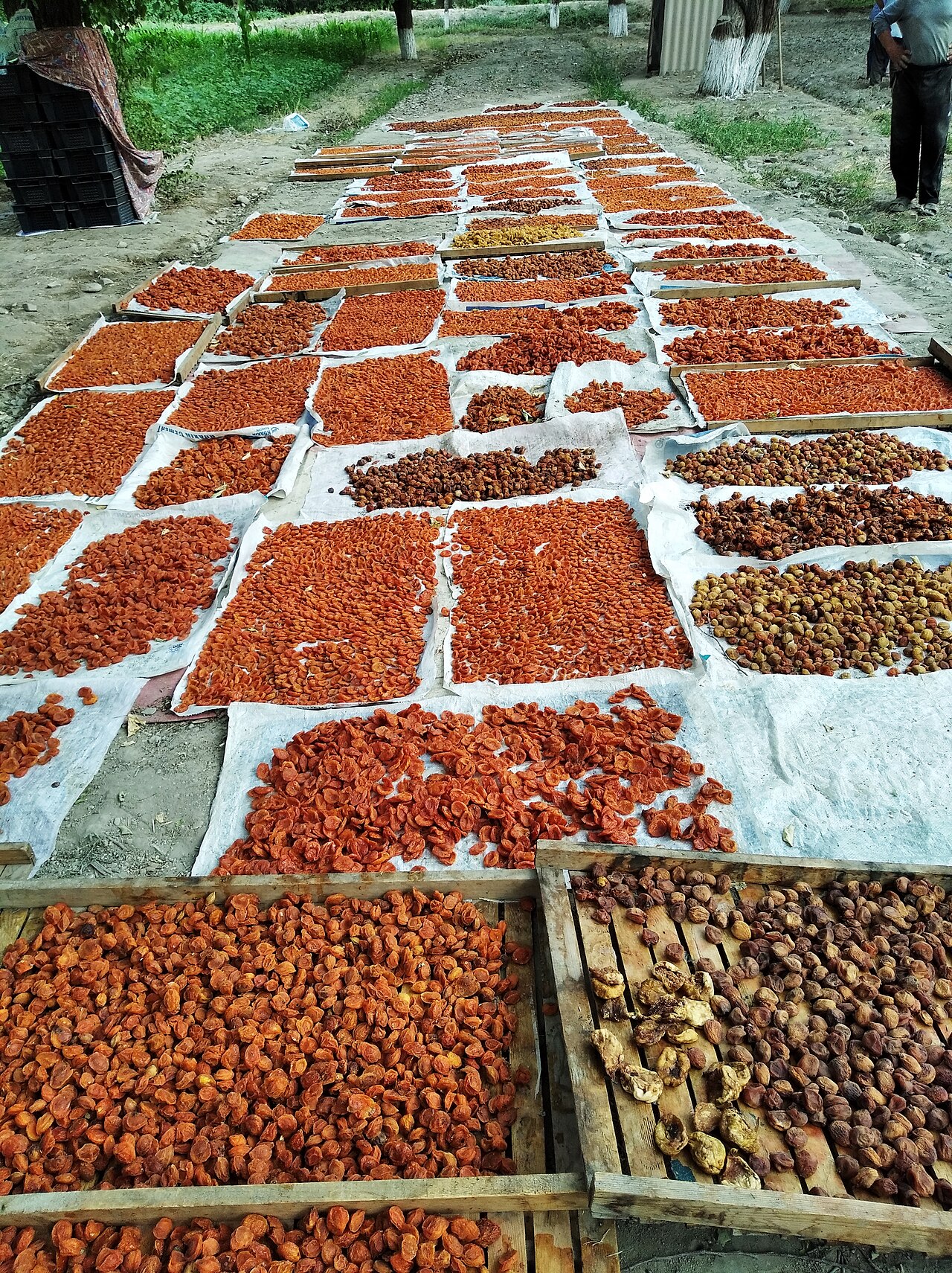 drying apricots and hazelnuts outdoors